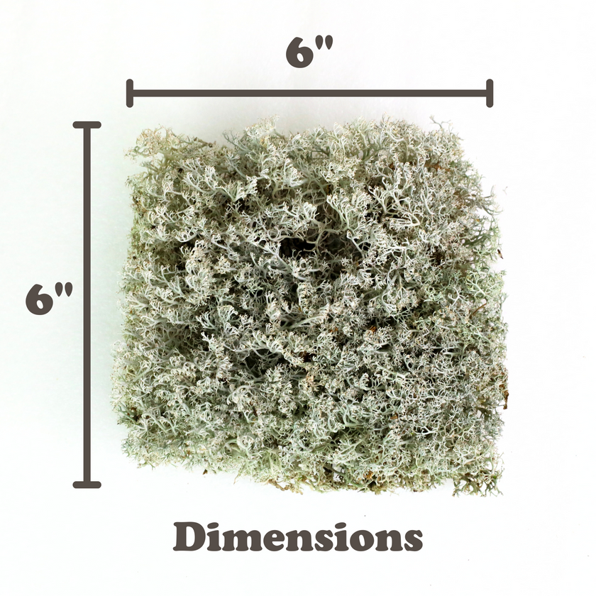 Lichen - Revita-Moss (Cladonia arbuscula)