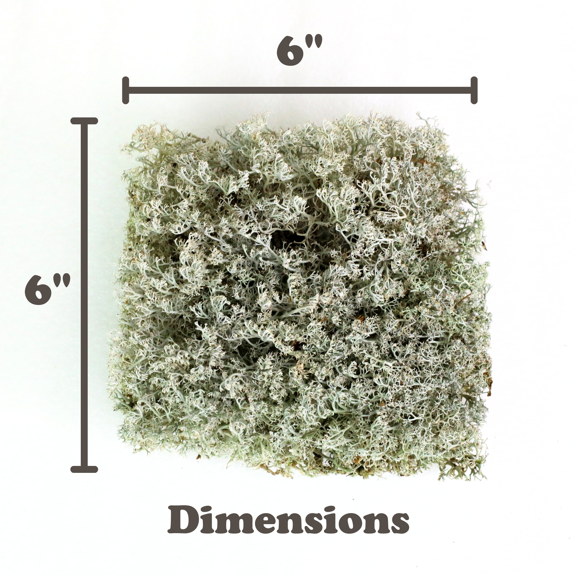 Lichen - Revita-Moss (Cladonia arbuscula)