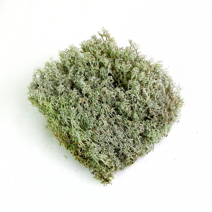 Lichen - Revita-Moss (Cladonia arbuscula)
