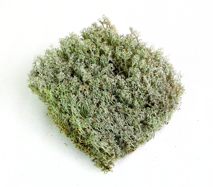 Lichen - Revita-Moss (Cladonia arbuscula)