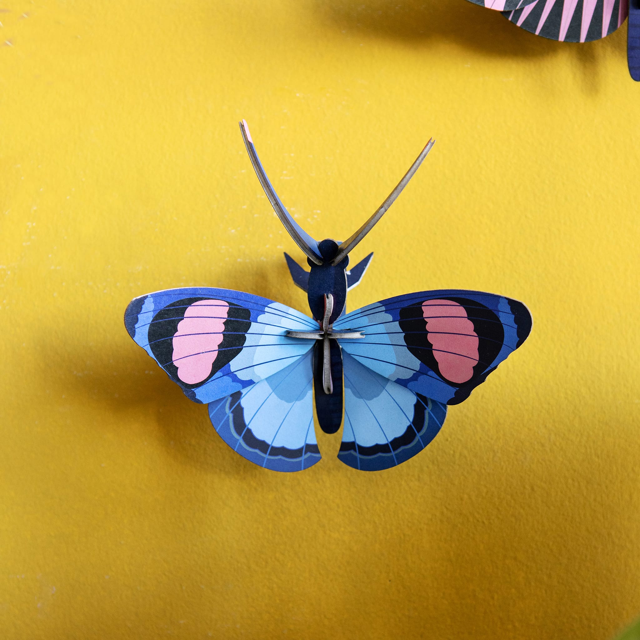 Peacock Butterfly