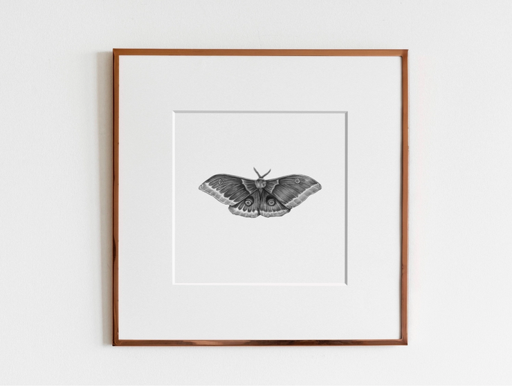 ElizabethAnnFrancis Polyphemus Moth 5X5"