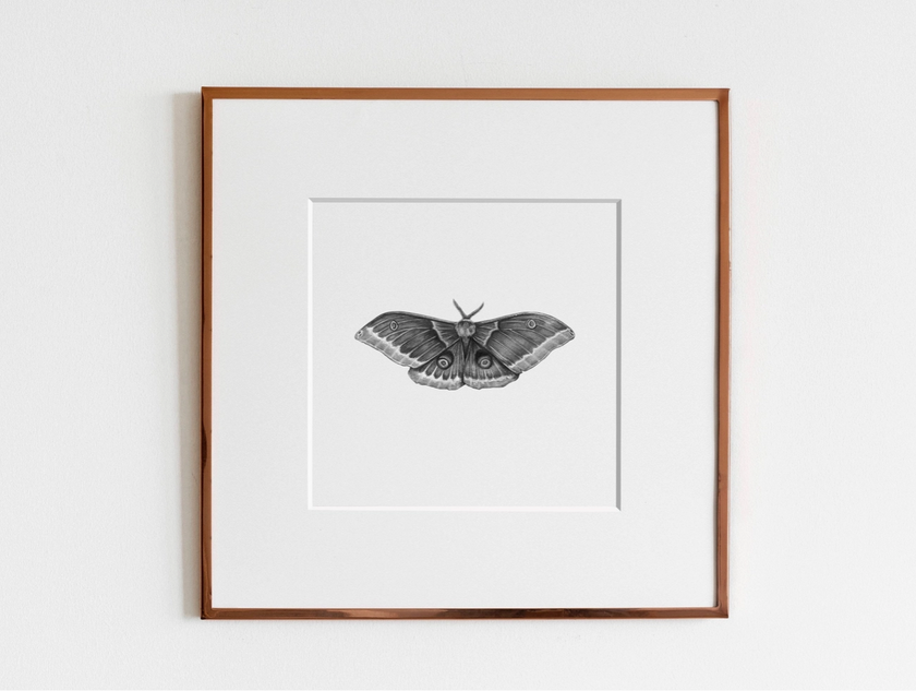 ElizabethAnnFrancis Polyphemus Moth 5X5" - Art Noise