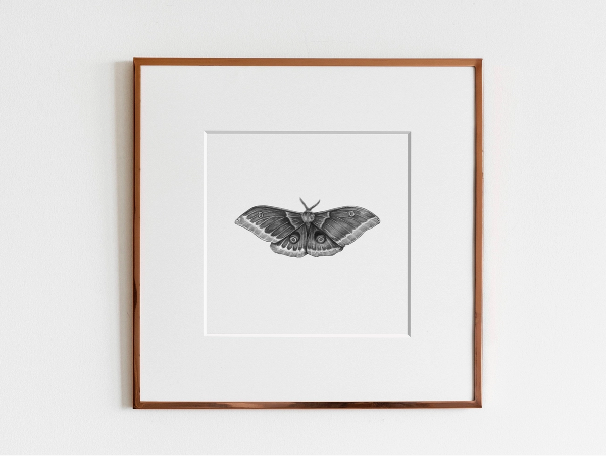 ElizabethAnnFrancis Polyphemus Moth 5X5&quot;