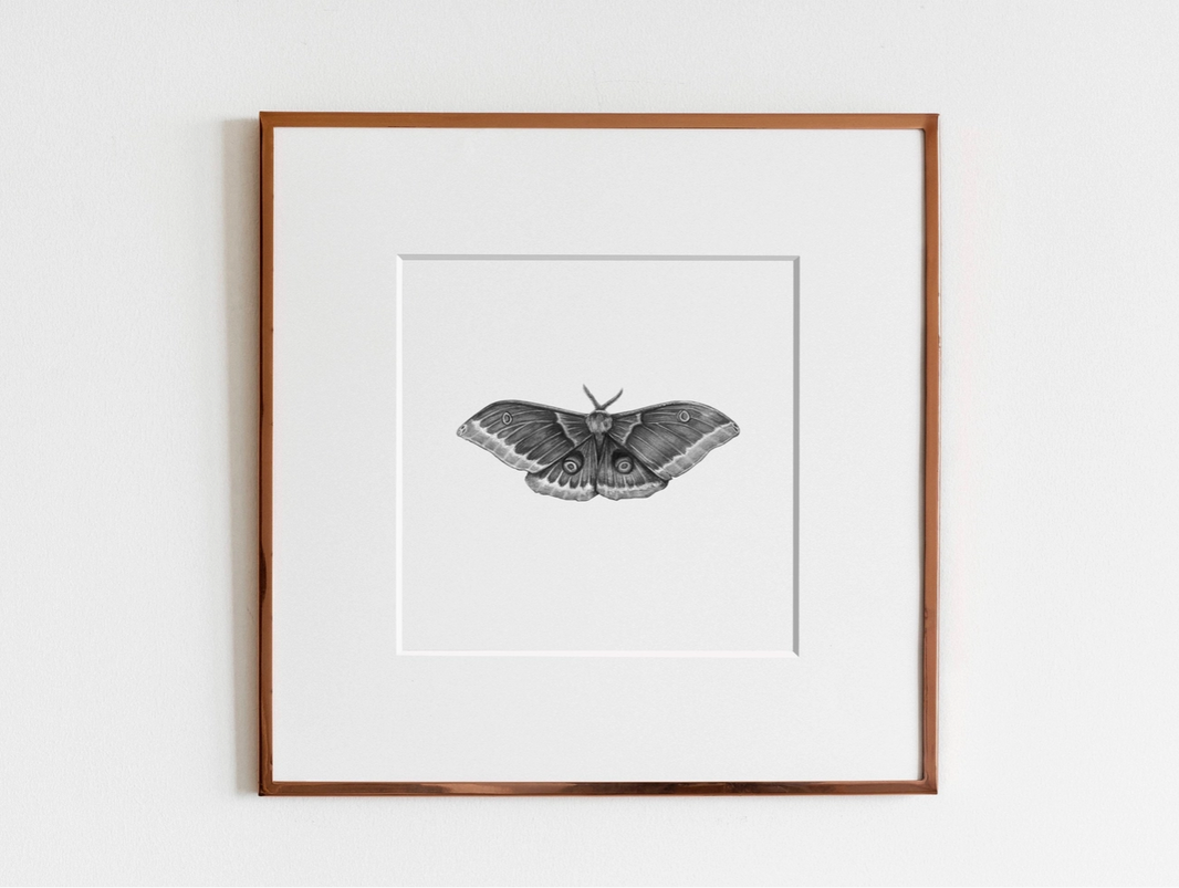 ElizabethAnnFrancis Polyphemus Moth 8X8" - Art Noise