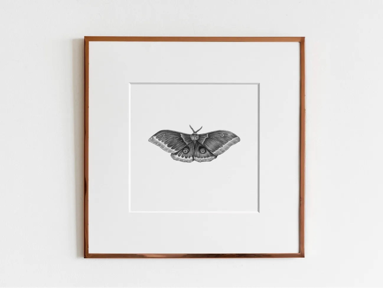ElizabethAnnFrancis Polyphemus Moth 8X8" - Art Noise ElizabethAnnFrancis Polyphemus Moth 8X8" ElizabethAnnFrancis Fine Art Prints art-noise.myshopify.com elizabethannfrancis-polyphemus-moth-8x8 ElizabethAnnFrancis Polyphemus Moth 8X8" ElizabethAnnFrancis Fine Art Prints art-noise.myshopify.com elizabethannfrancis-polyphemus-moth-8x8