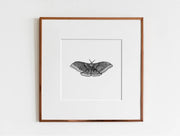 ElizabethAnnFrancis Polyphemus Moth 8X8" - Art Noise ElizabethAnnFrancis Polyphemus Moth 8X8" ElizabethAnnFrancis Fine Art Prints art-noise.myshopify.com elizabethannfrancis-polyphemus-moth-8x8 ElizabethAnnFrancis Polyphemus Moth 8X8" ElizabethAnnFrancis Fine Art Prints art-noise.myshopify.com elizabethannfrancis-polyphemus-moth-8x8