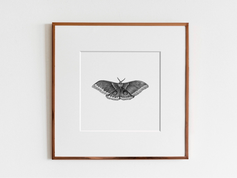 ElizabethAnnFrancis Polyphemus Moth 8X8" - Art Noise ElizabethAnnFrancis Polyphemus Moth 8X8" ElizabethAnnFrancis Fine Art Prints art-noise.myshopify.com elizabethannfrancis-polyphemus-moth-8x8