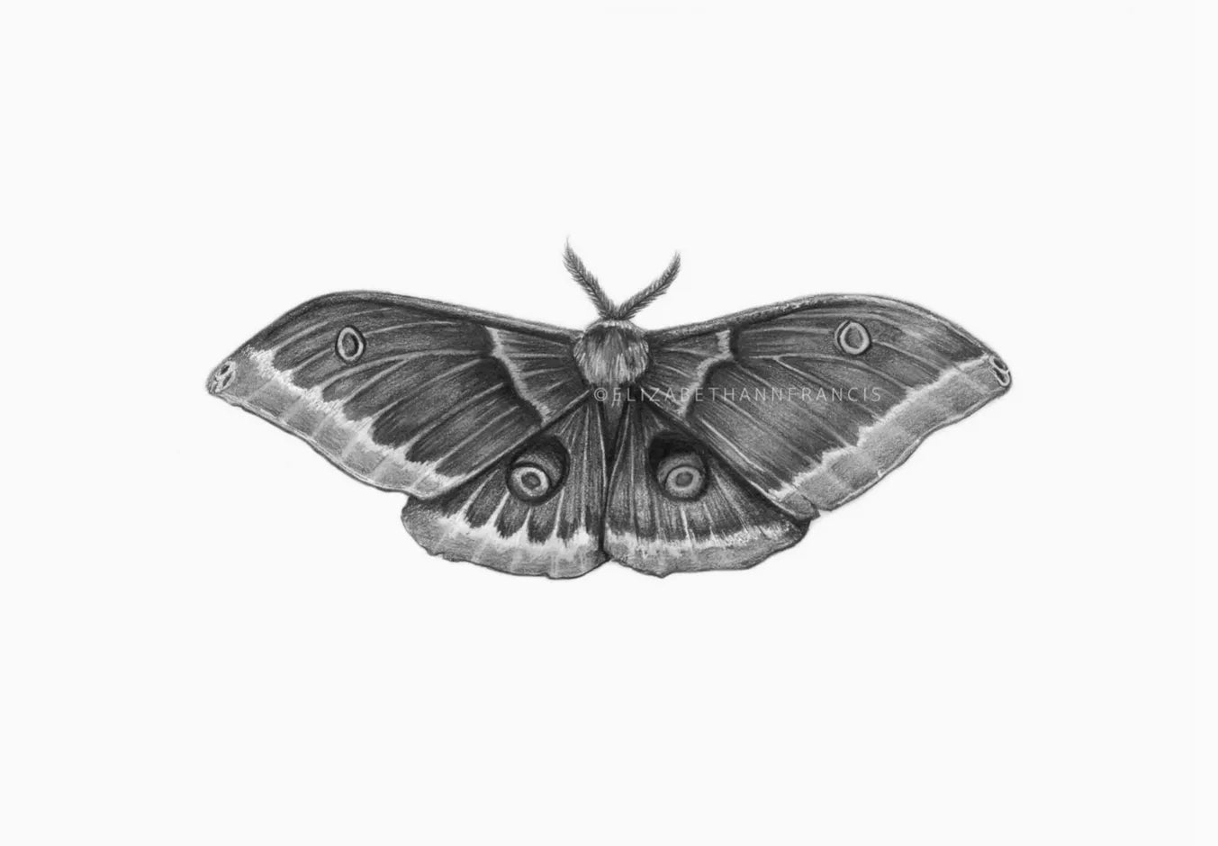ElizabethAnnFrancis Polyphemus Moth 8X8" - Art Noise ElizabethAnnFrancis Polyphemus Moth 8X8" ElizabethAnnFrancis Fine Art Prints art-noise.myshopify.com elizabethannfrancis-polyphemus-moth-8x8 ElizabethAnnFrancis Polyphemus Moth 8X8" ElizabethAnnFrancis Fine Art Prints art-noise.myshopify.com elizabethannfrancis-polyphemus-moth-8x8