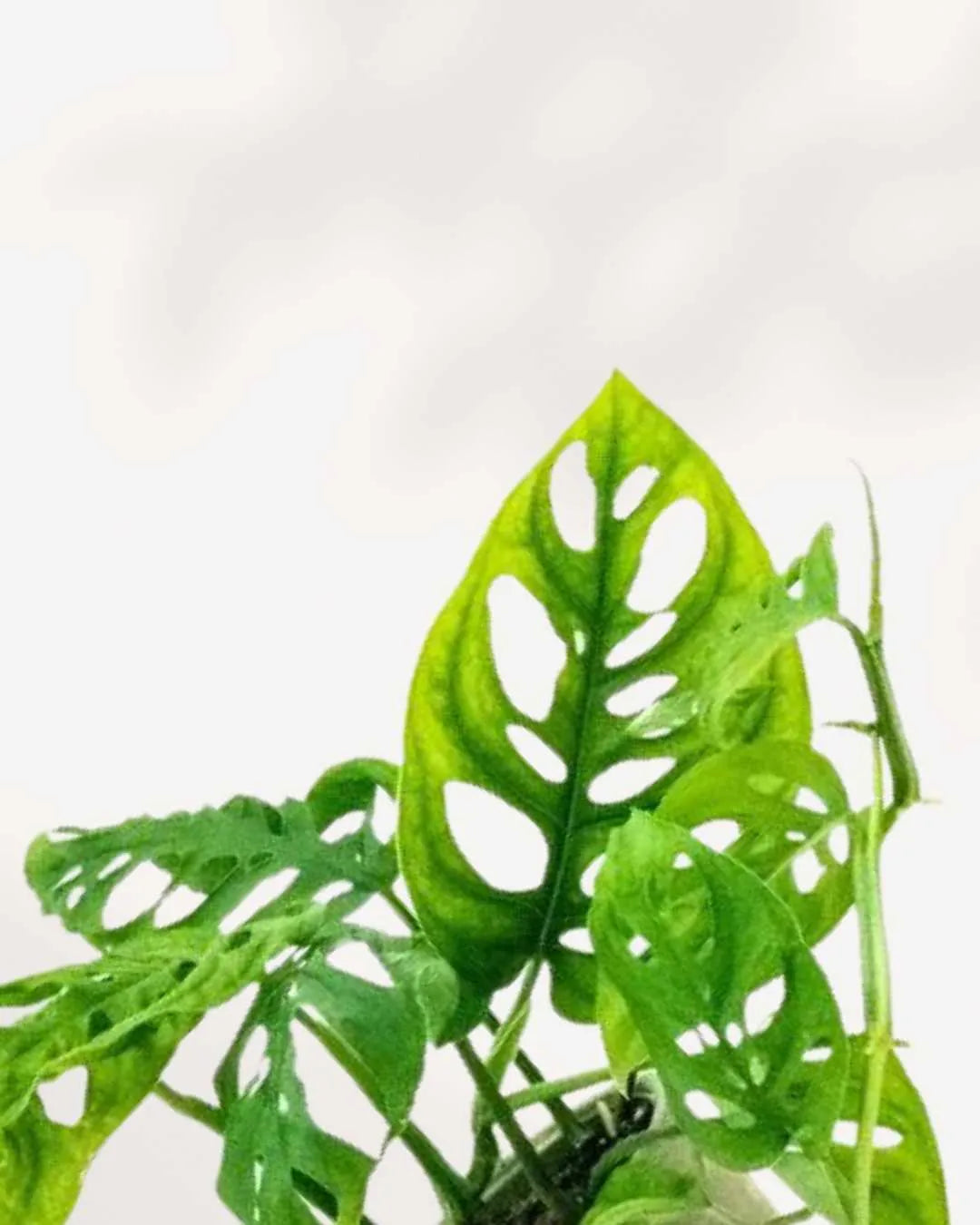 Monstera Adansonii – Indoor Plant for Homes Mygreenscape | Buy Plants Online Monstera art-noise.myshopify.com monstera-adansonii-indoor-plant-for-homes Monstera Adansonii – Indoor Plant for Homes Mygreenscape | Buy Plants Online Monstera art-noise.myshopify.com monstera-adansonii-indoor-plant-for-homes