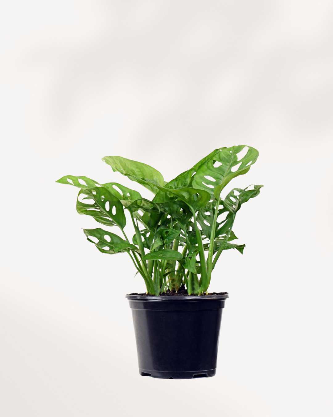 Monstera Adansonii – Indoor Plant for Homes