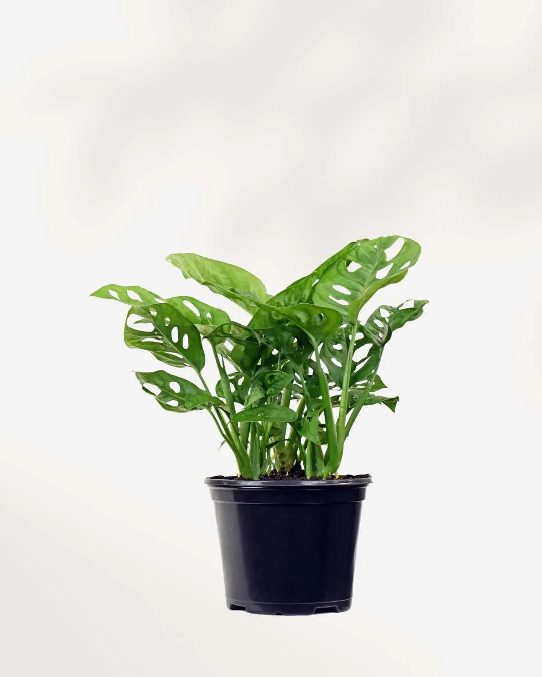  Monstera Adansonii – Indoor Plant for Homes Mygreenscape | Buy Plants Online Monstera art-noise.myshopify.com monstera-adansonii-indoor-plant-for-homes