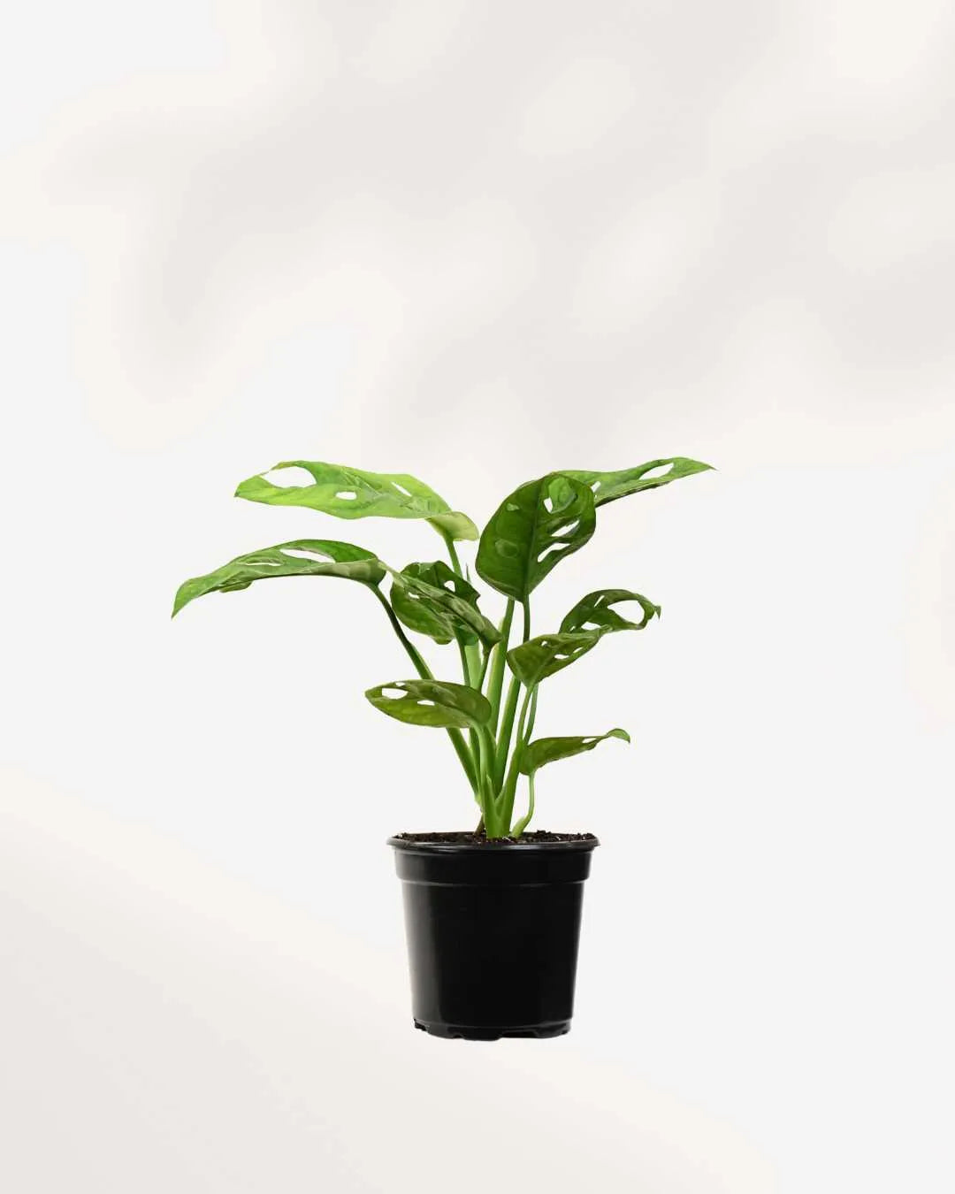  Monstera Adansonii – Indoor Plant for Homes Mygreenscape | Buy Plants Online Monstera art-noise.myshopify.com monstera-adansonii-indoor-plant-for-homes