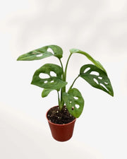 Monstera Adansonii – Indoor Plant for Homes Mygreenscape | Buy Plants Online Monstera art-noise.myshopify.com monstera-adansonii-indoor-plant-for-homes Monstera Adansonii – Indoor Plant for Homes Mygreenscape | Buy Plants Online Monstera art-noise.myshopify.com monstera-adansonii-indoor-plant-for-homes
