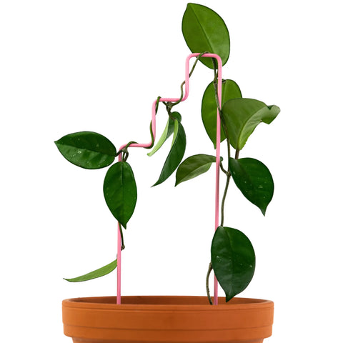 "Plant Stairs" Metal Trellis Mossify Accessories art-noise.myshopify.com plant-stairs-metal-trellis "Plant Stairs" Metal Trellis Mossify Accessories art-noise.myshopify.com plant-stairs-metal-trellis