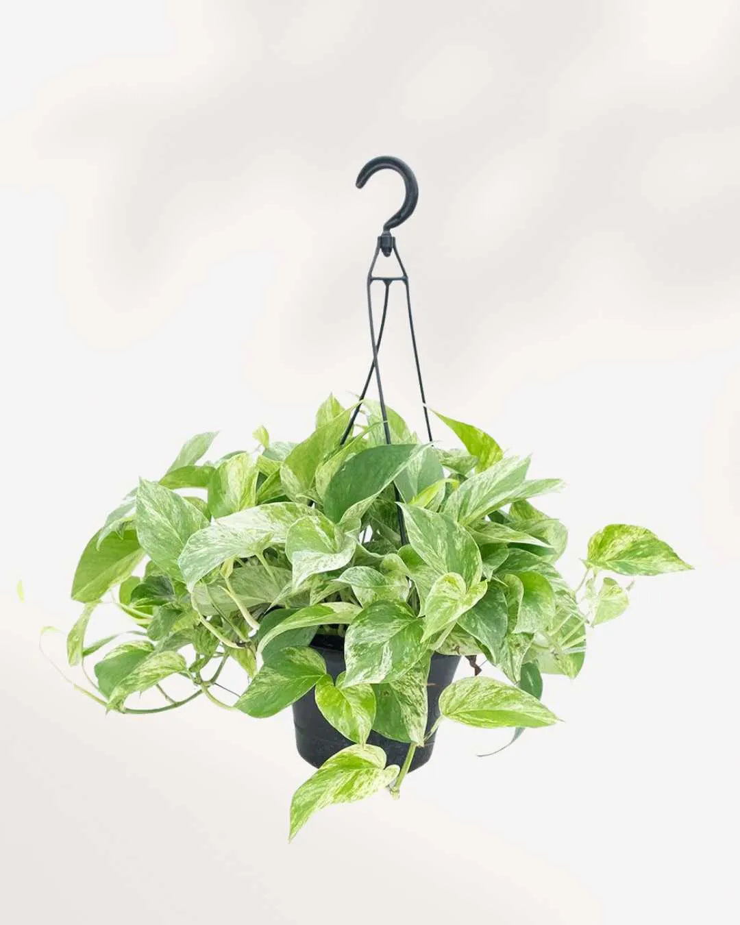 Marble Queen Pothos - Epipremnum Aureum Marble Queen Mygreenscape | Buy Plants Online Pothos art-noise.myshopify.com marble-queen-pothos-epipremnum-aureum-marble-queen Marble Queen Pothos - Epipremnum Aureum Marble Queen Mygreenscape | Buy Plants Online Pothos art-noise.myshopify.com marble-queen-pothos-epipremnum-aureum-marble-queen