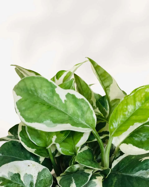 Pothos N’Joy Mygreenscape | Buy Plants Online Pothos art-noise.myshopify.com pothos-n-joy Pothos N’Joy Mygreenscape | Buy Plants Online Pothos art-noise.myshopify.com pothos-n-joy