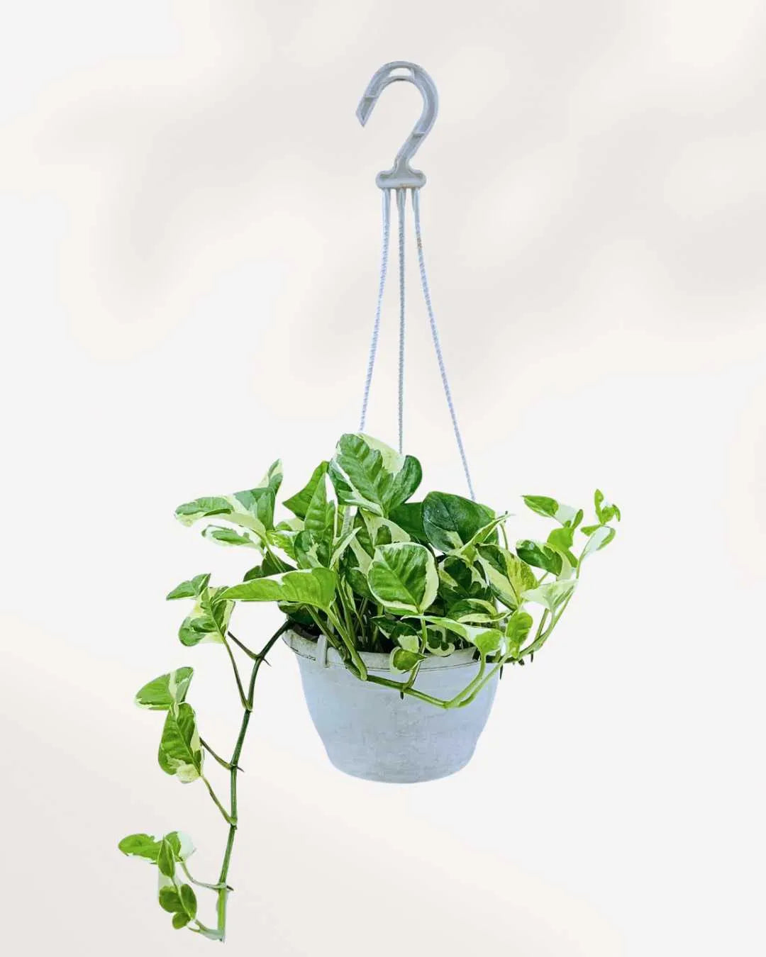 Pothos N’Joy Mygreenscape | Buy Plants Online Pothos art-noise.myshopify.com pothos-n-joy Pothos N’Joy Mygreenscape | Buy Plants Online Pothos art-noise.myshopify.com pothos-n-joy