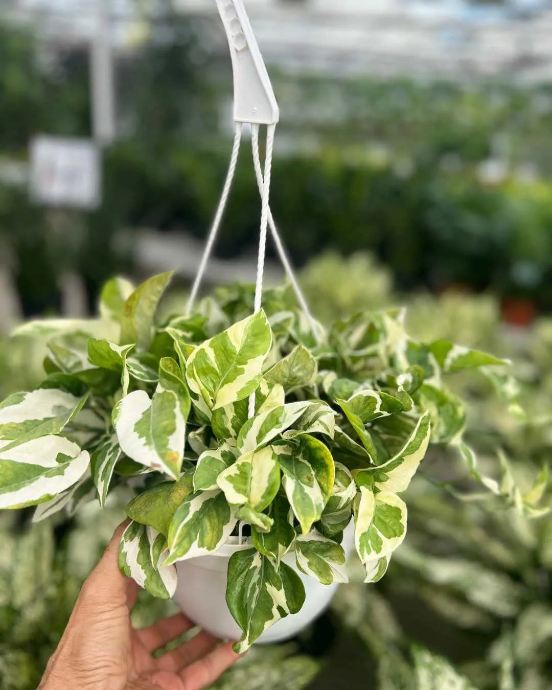 Pothos N’Joy Mygreenscape | Buy Plants Online Pothos art-noise.myshopify.com pothos-n-joy Pothos N’Joy Mygreenscape | Buy Plants Online Pothos art-noise.myshopify.com pothos-n-joy