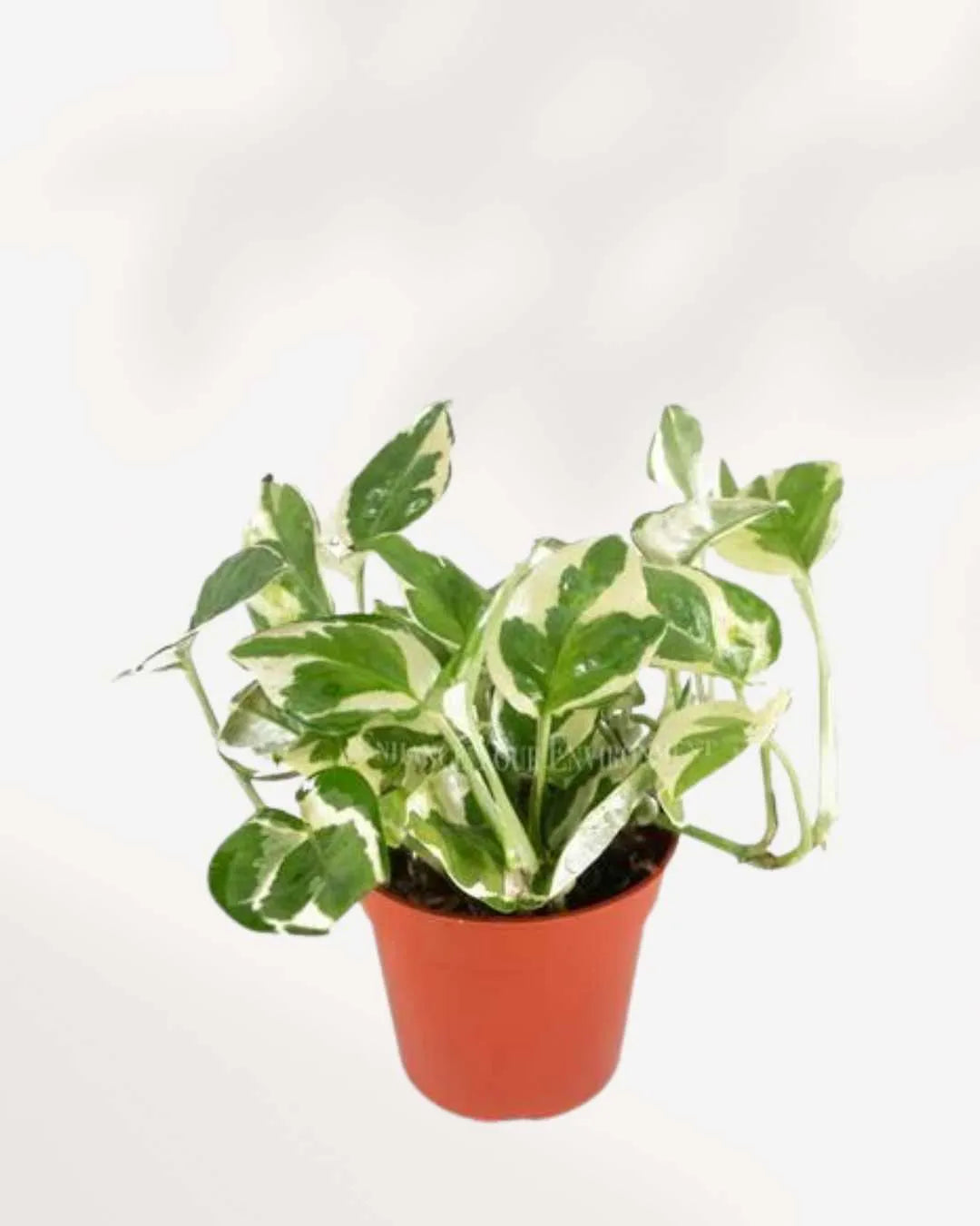 Pothos N’Joy Mygreenscape | Buy Plants Online Pothos art-noise.myshopify.com pothos-n-joy Pothos N’Joy Mygreenscape | Buy Plants Online Pothos art-noise.myshopify.com pothos-n-joy