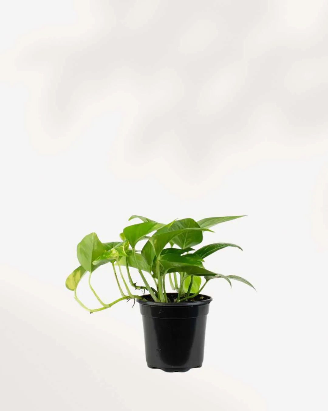 Pothos Golden - Epipremnum Aureum Golden Mygreenscape | Buy Plants Online Pothos art-noise.myshopify.com pothos-golden-epipremnum-aureum-golden Pothos Golden - Epipremnum Aureum Golden Mygreenscape | Buy Plants Online Pothos art-noise.myshopify.com pothos-golden-epipremnum-aureum-golden