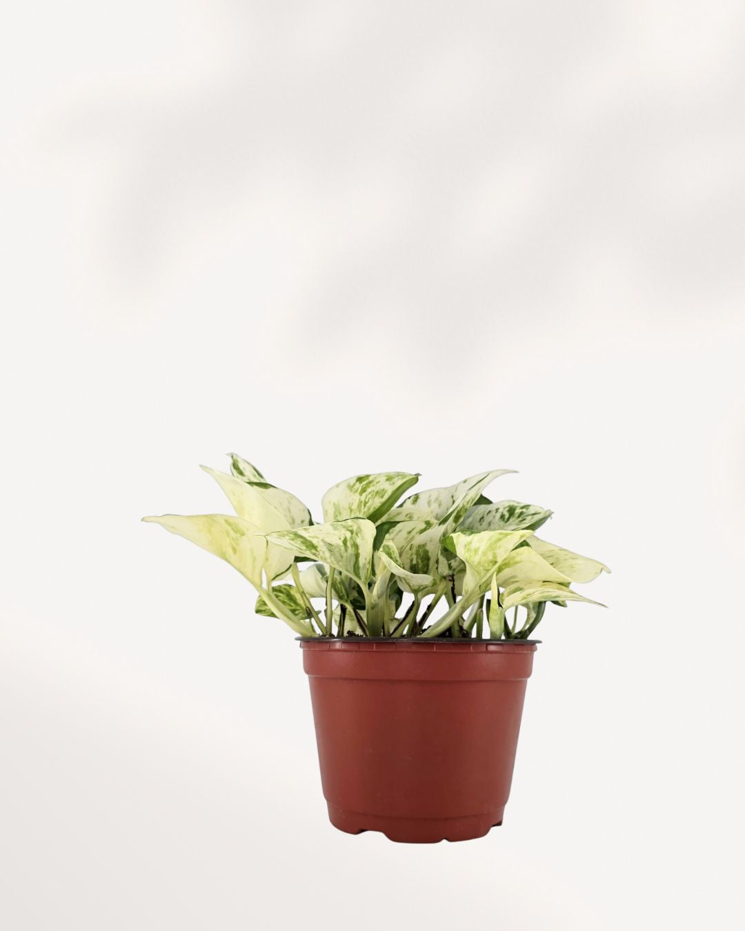 Pothos Majula - Epipremnum Aureum Manjula Mygreenscape | Buy Plants Online Pothos art-noise.myshopify.com pothos-majula-epipremnum-aureum-manjula