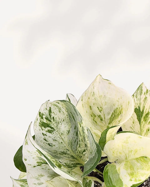 Pothos Majula - Epipremnum Aureum Manjula Mygreenscape | Buy Plants Online Pothos art-noise.myshopify.com pothos-majula-epipremnum-aureum-manjula Pothos Majula - Epipremnum Aureum Manjula Mygreenscape | Buy Plants Online Pothos art-noise.myshopify.com pothos-majula-epipremnum-aureum-manjula