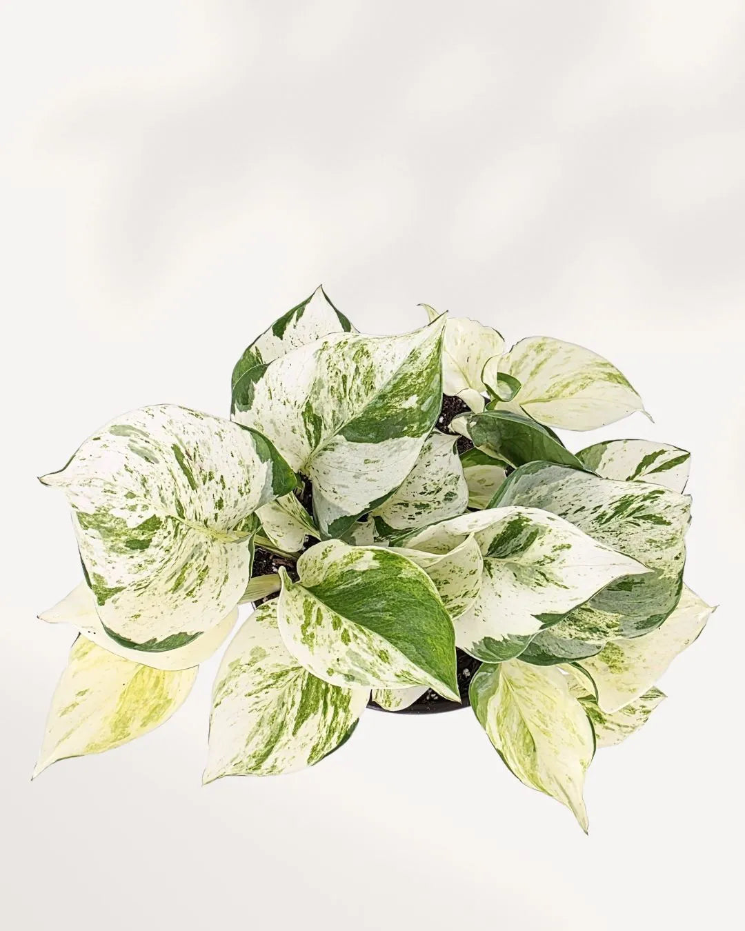 Pothos Majula - Epipremnum Aureum Manjula Mygreenscape | Buy Plants Online Pothos art-noise.myshopify.com pothos-majula-epipremnum-aureum-manjula Pothos Majula - Epipremnum Aureum Manjula Mygreenscape | Buy Plants Online Pothos art-noise.myshopify.com pothos-majula-epipremnum-aureum-manjula
