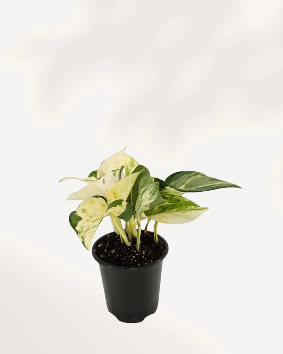Pothos Majula - Epipremnum Aureum Manjula Mygreenscape | Buy Plants Online Pothos art-noise.myshopify.com pothos-majula-epipremnum-aureum-manjula Pothos Majula - Epipremnum Aureum Manjula Mygreenscape | Buy Plants Online Pothos art-noise.myshopify.com pothos-majula-epipremnum-aureum-manjula