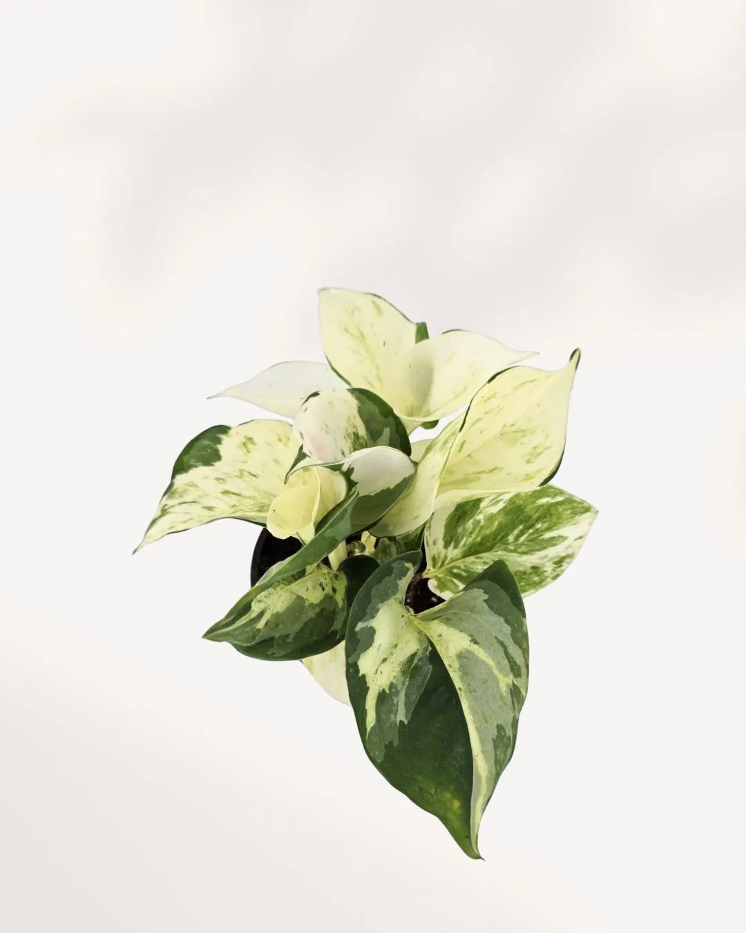 Pothos Majula - Epipremnum Aureum Manjula Mygreenscape | Buy Plants Online Pothos art-noise.myshopify.com pothos-majula-epipremnum-aureum-manjula Pothos Majula - Epipremnum Aureum Manjula Mygreenscape | Buy Plants Online Pothos art-noise.myshopify.com pothos-majula-epipremnum-aureum-manjula