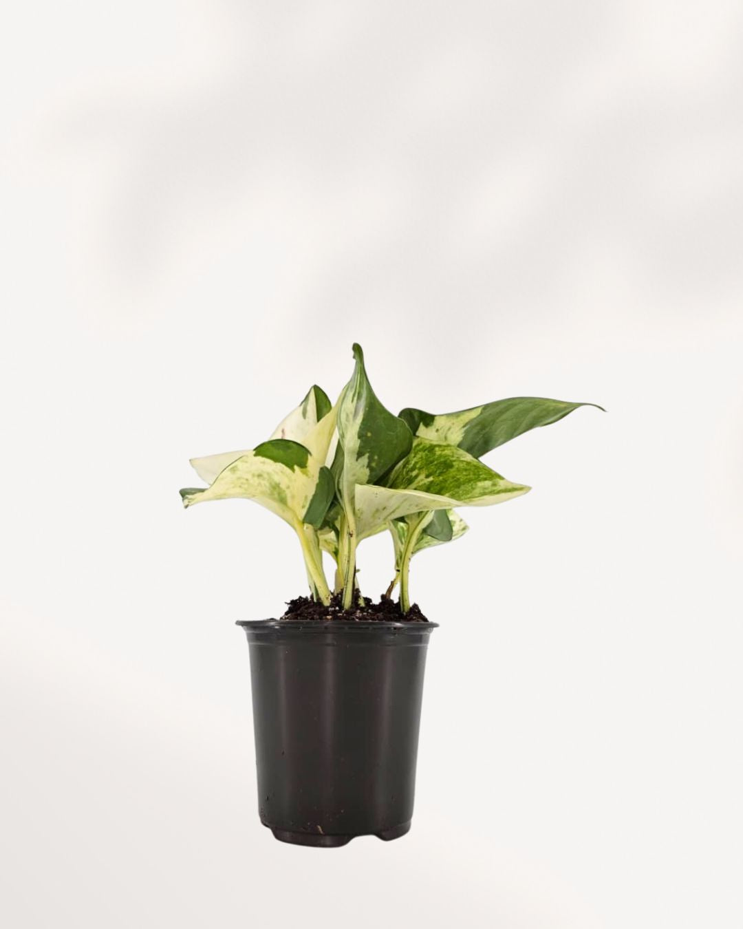 pothos online Pothos Majula
