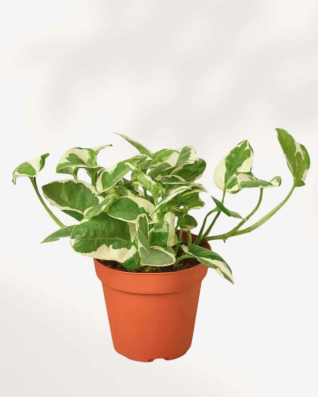 Pothos N’Joy Mygreenscape | Buy Plants Online Pothos art-noise.myshopify.com pothos-n-joy Pothos N’Joy Mygreenscape | Buy Plants Online Pothos art-noise.myshopify.com pothos-n-joy