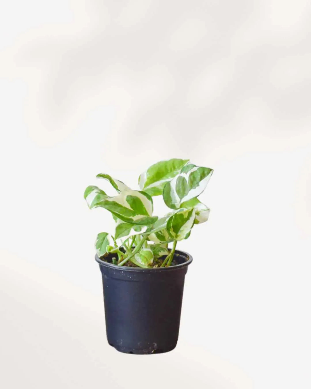 Pothos N’Joy Mygreenscape | Buy Plants Online Pothos art-noise.myshopify.com pothos-n-joy Pothos N’Joy Mygreenscape | Buy Plants Online Pothos art-noise.myshopify.com pothos-n-joy