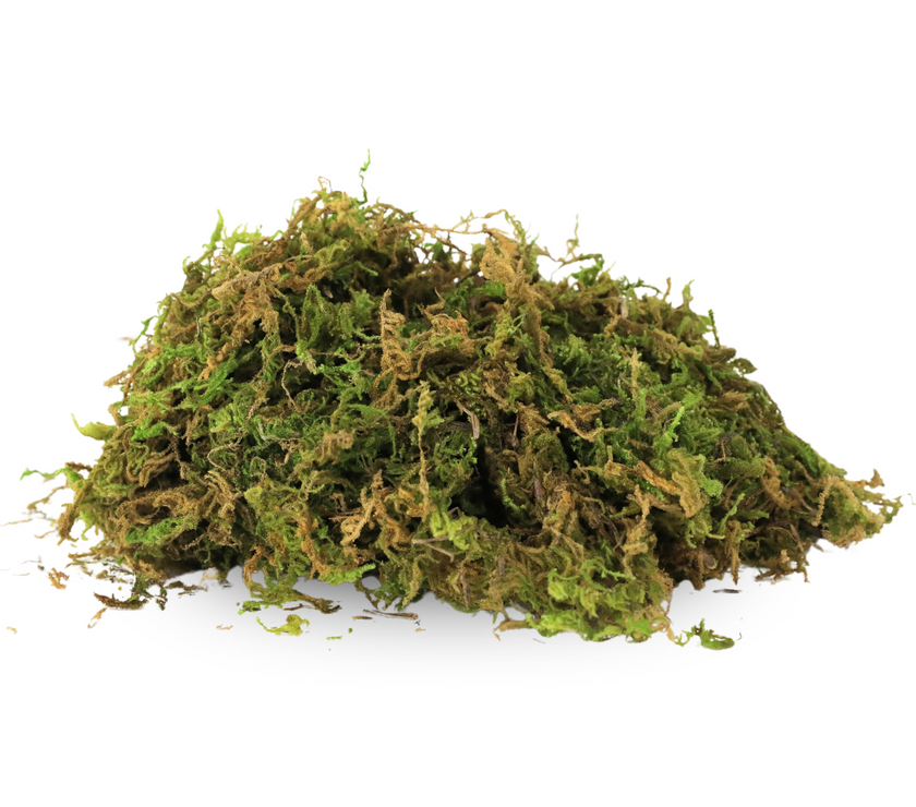 Premium Natural Forest Moss