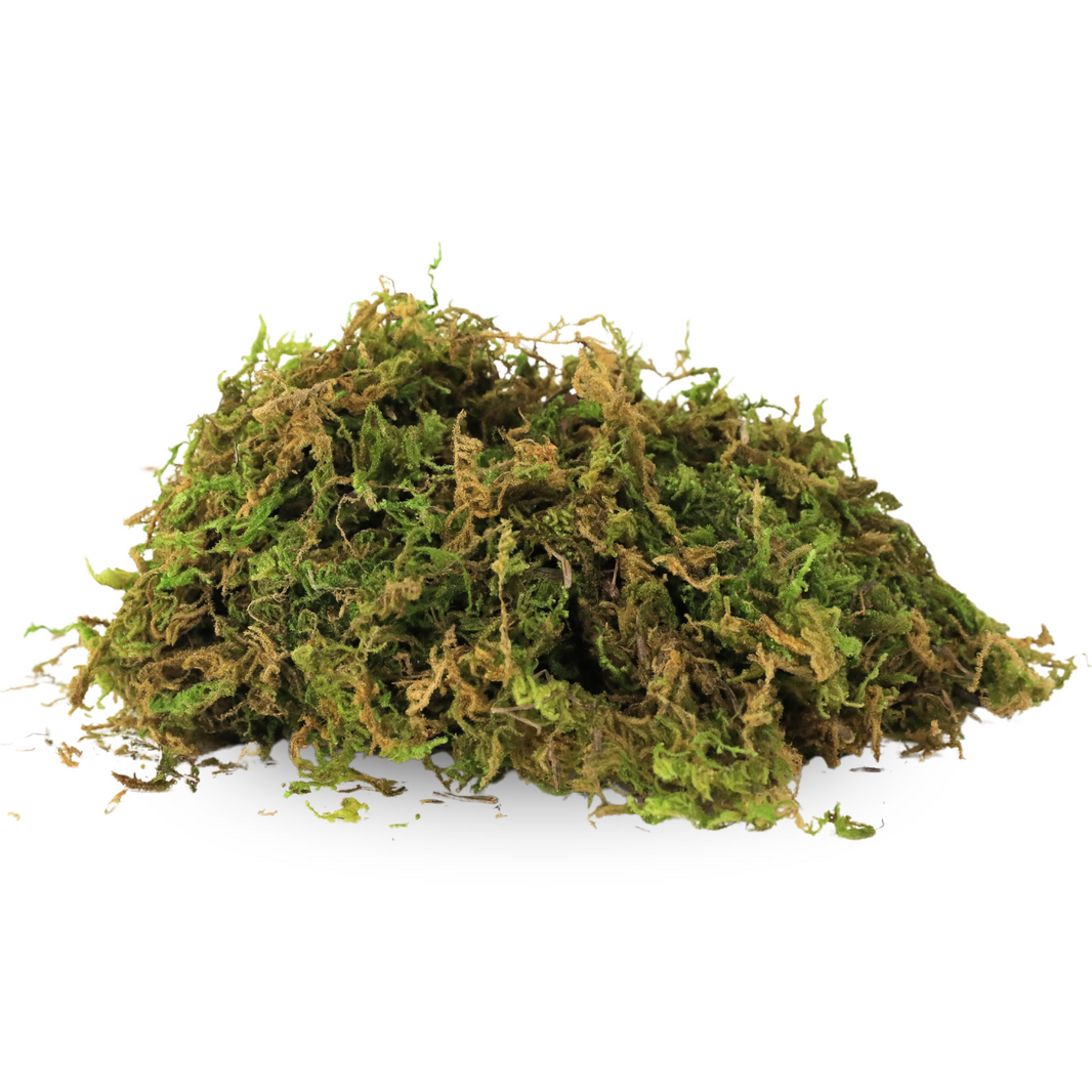 Premium Natural Forest Moss
