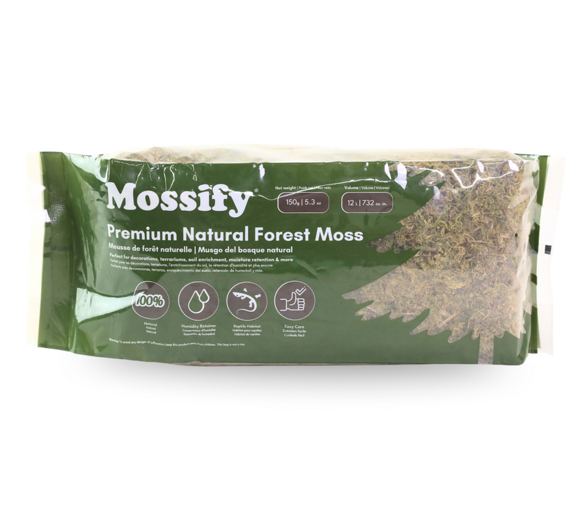 Premium Natural Forest Moss
