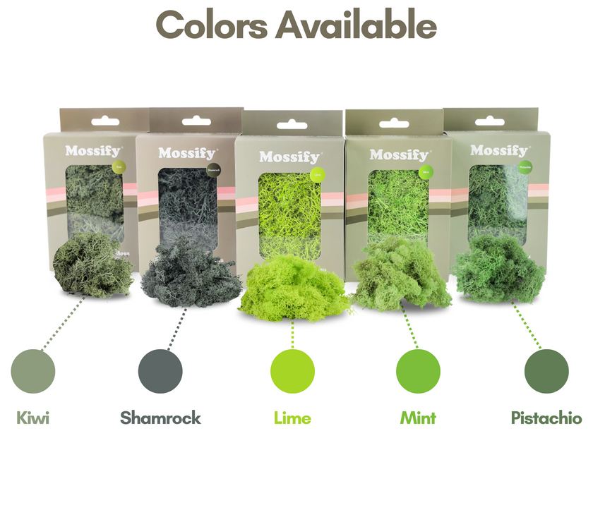 Premium Preserved Reindeer Moss