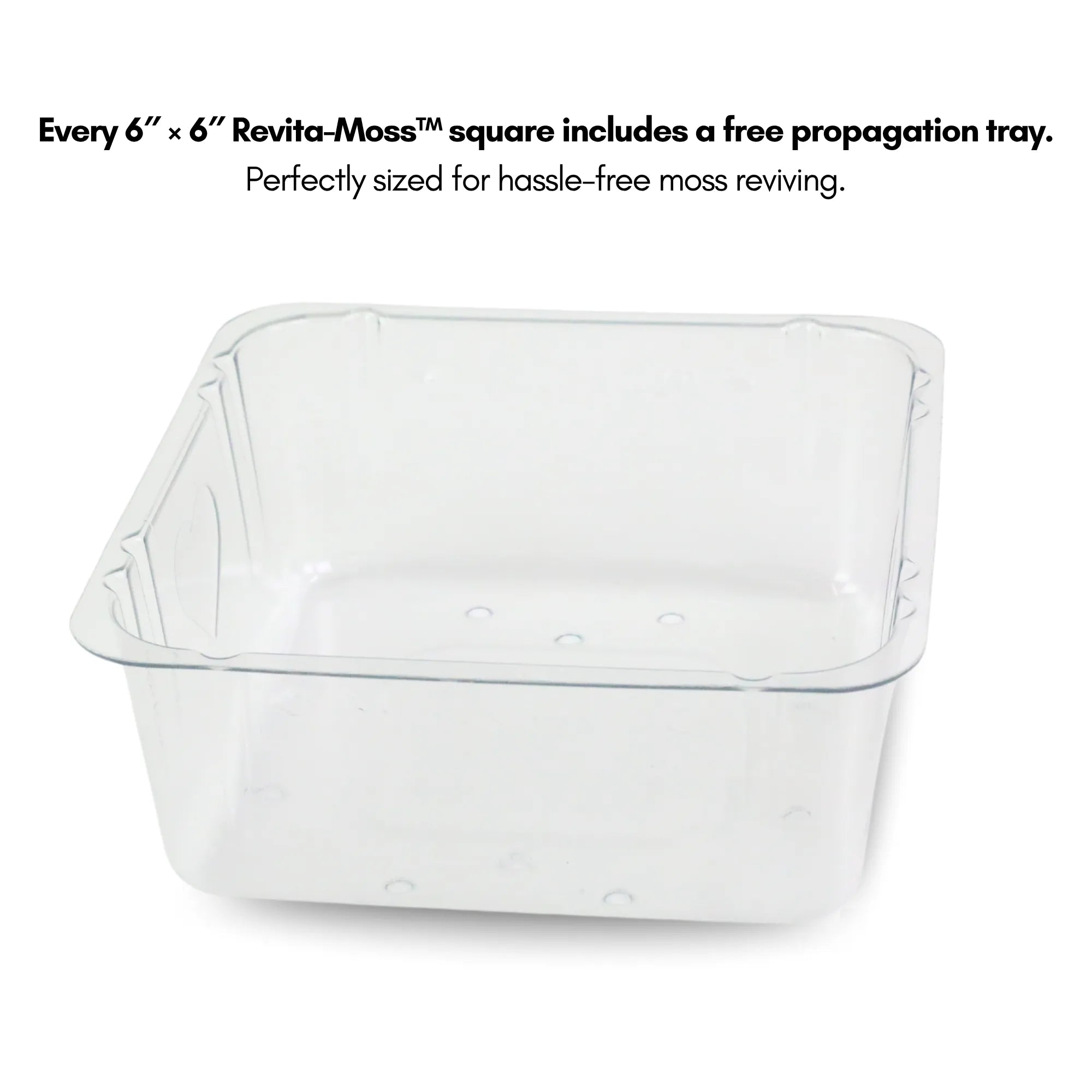 Revita-Moss Mixed Pack Mossify moss art-noise.myshopify.com revita-moss-mixed-pack Revita-Moss Mixed Pack Mossify moss art-noise.myshopify.com revita-moss-mixed-pack