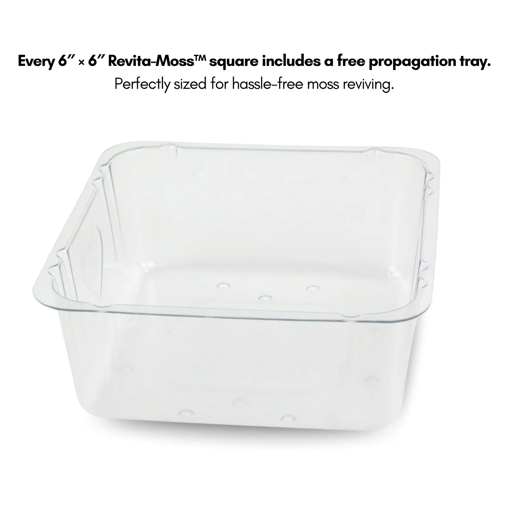 Lichen - Revita-Moss (Cladonia arbuscula) Mossify product_type art-noise.myshopify.com lichen-revita-moss-cladonia-arbuscula Lichen - Revita-Moss (Cladonia arbuscula) Mossify  art-noise.myshopify.com lichen-revita-moss-cladonia-arbuscula