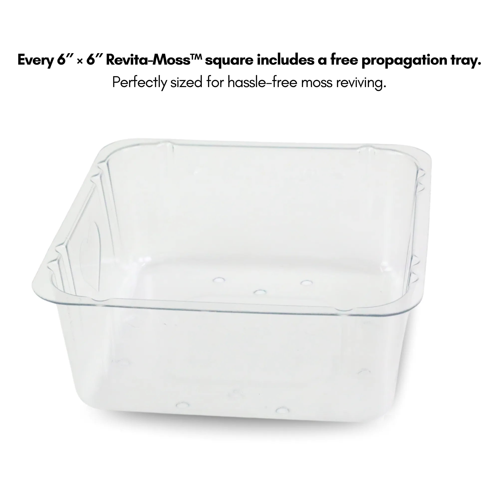  Natural Canadian Forest Moss - Revita-Moss (Pleurozium schreberi) Mossify  art-noise.myshopify.com natural-canadian-forest-moss-revita-moss-pleurozium-schreberi