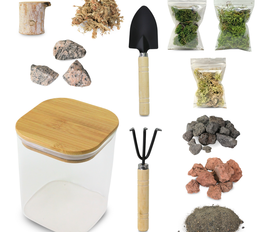 Mossify Terrarium Kit