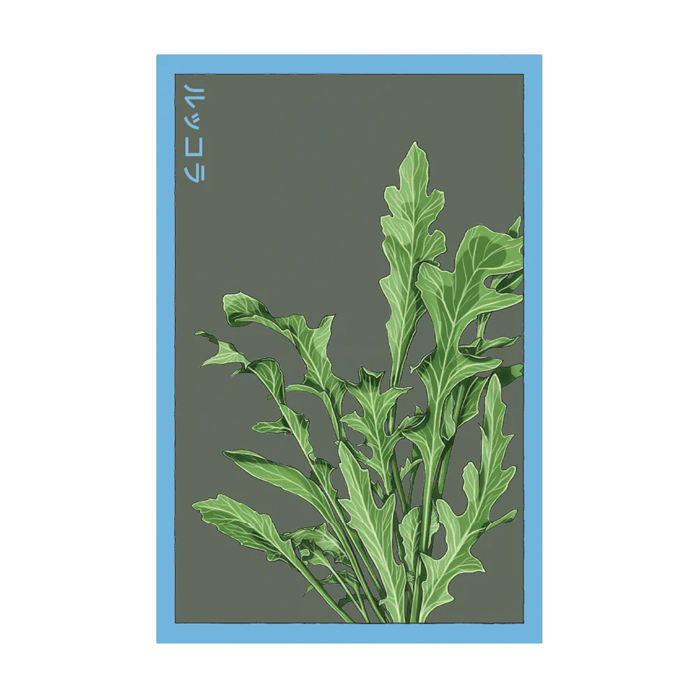 Shido Seeds Arugula