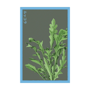 Shido Seeds Arugula