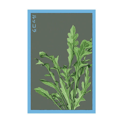 Shido Seeds Arugula