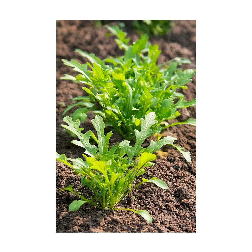 Shido Seeds Arugula