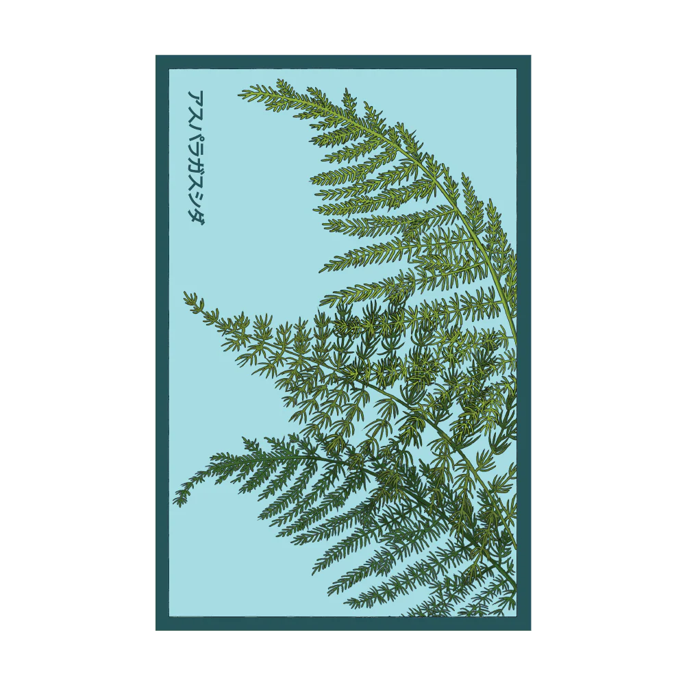 Shido Seeds Asparagus Fern