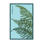 Shido Seeds Asparagus Fern