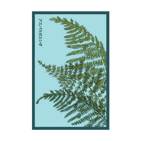 Shido Seeds Asparagus Fern