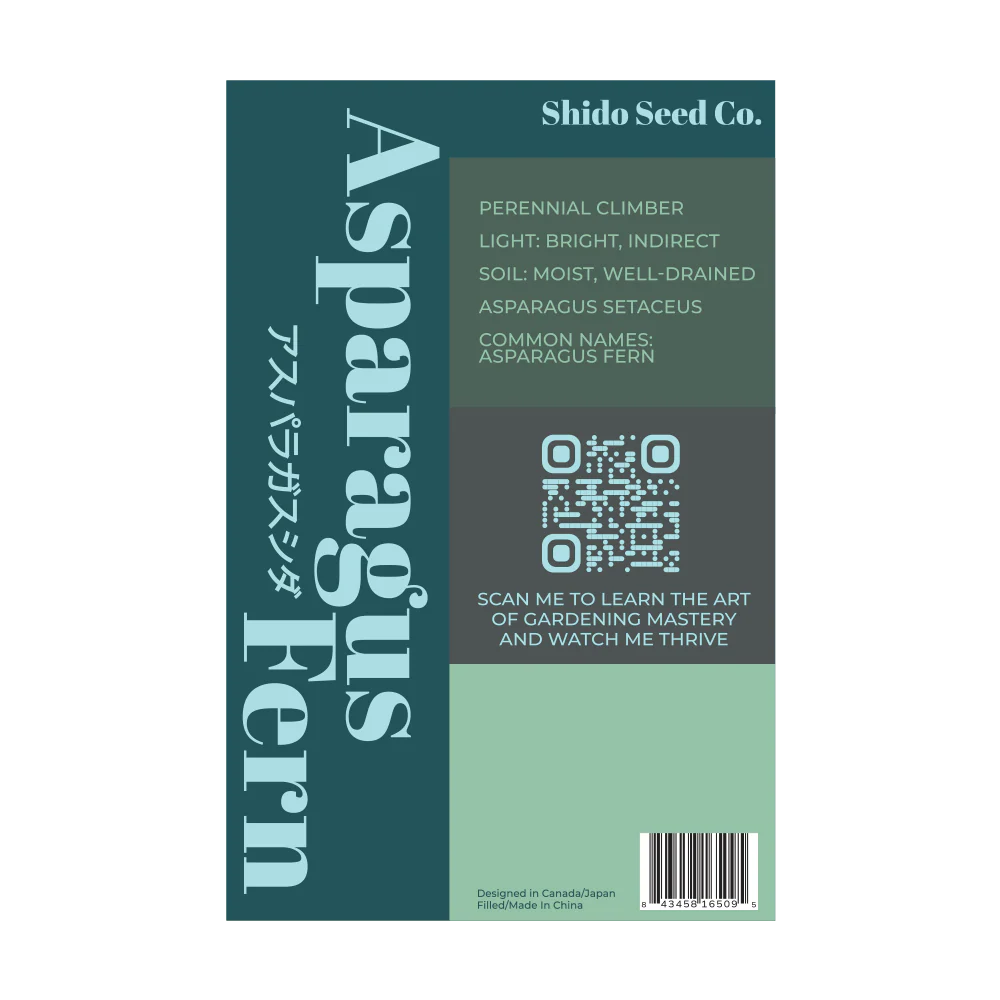 Shido Seeds Asparagus Fern
