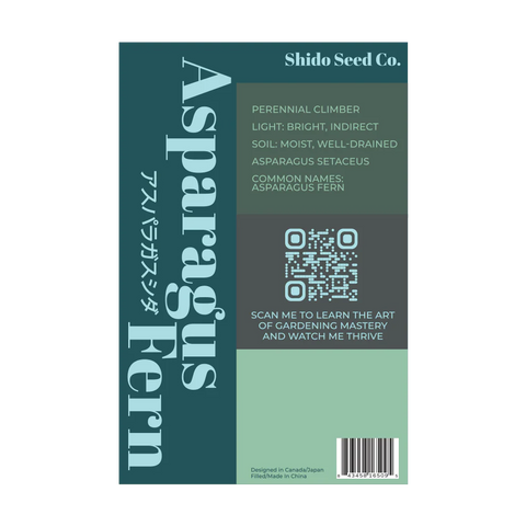 Shido Seeds Asparagus Fern